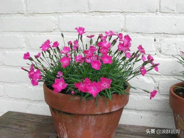 娇羞可爱欧石竹、石竹初吻、花量极大姬小菊、黄金络石和花叶络石