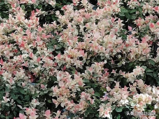 娇羞可爱欧石竹、石竹初吻、花量极大姬小菊、黄金络石和花叶络石