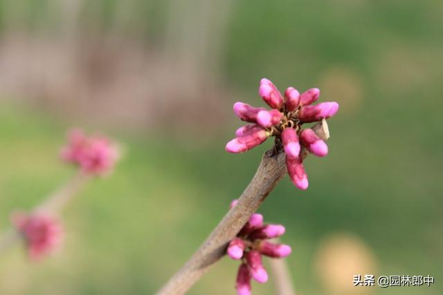 同为紫荆，路边的这种紫荆花与香港区花却大有不同，这点你知道么