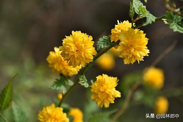 棣棠花，春日里的金色暖阳，你见过么？