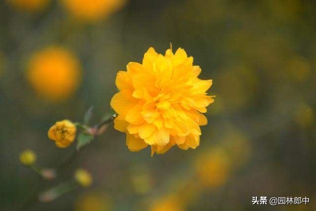 棣棠花，春日里的金色暖阳，你见过么？