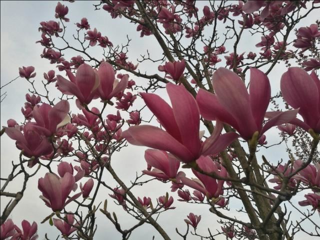 这种颜色的玉兰花真是少见。