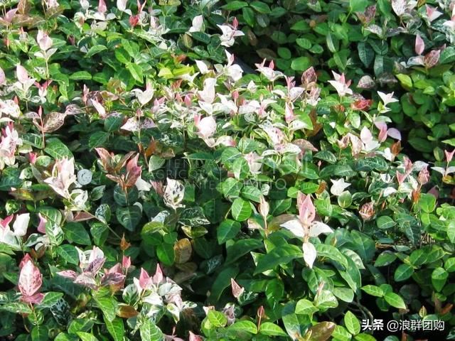 娇羞可爱欧石竹、石竹初吻、花量极大姬小菊、黄金络石和花叶络石
