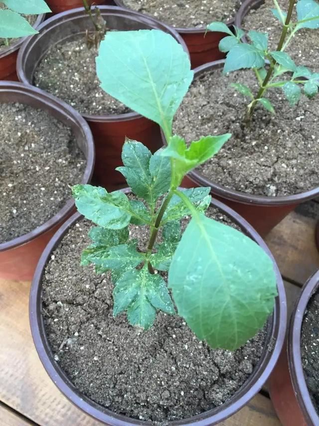 花色娇艳的大丽花，竟让我家阳台“一片花海、满载生机”
