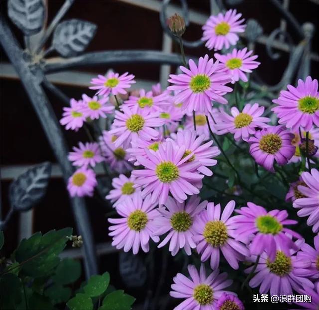 娇羞可爱欧石竹、石竹初吻、花量极大姬小菊、黄金络石和花叶络石