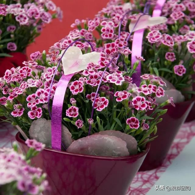 娇羞可爱欧石竹、石竹初吻、花量极大姬小菊、黄金络石和花叶络石