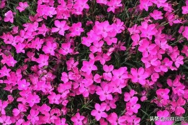 娇羞可爱欧石竹、石竹初吻、花量极大姬小菊、黄金络石和花叶络石