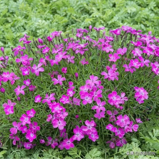 娇羞可爱欧石竹、石竹初吻、花量极大姬小菊、黄金络石和花叶络石