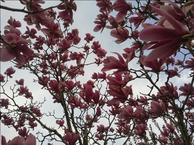 这种颜色的玉兰花真是少见。