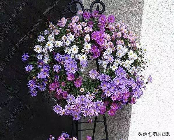 娇羞可爱欧石竹、石竹初吻、花量极大姬小菊、黄金络石和花叶络石