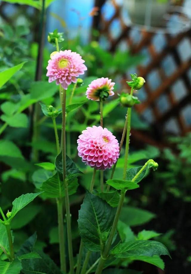 花色娇艳的大丽花，竟让我家阳台“一片花海、满载生机”