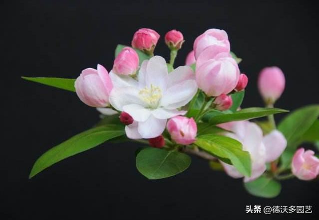玉棠富贵-----西府海棠