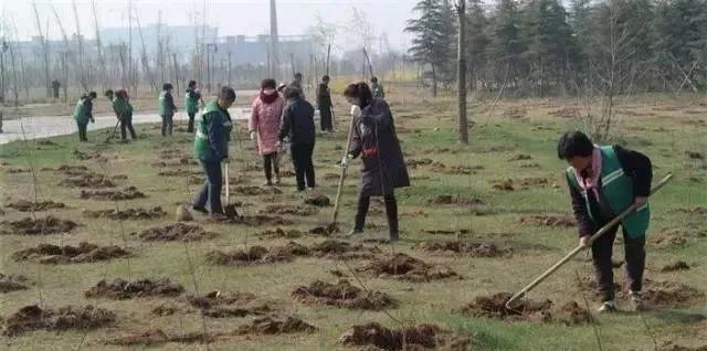 种树的错误示范，这些误区不能犯