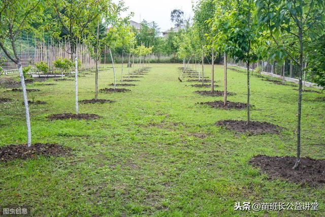 新栽树木成活期的养护管理技术，建议收藏哦