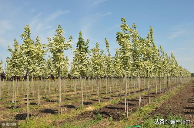 树木移植后枝干和根系内都有水分，但就是迟迟不发芽，怎么回事儿