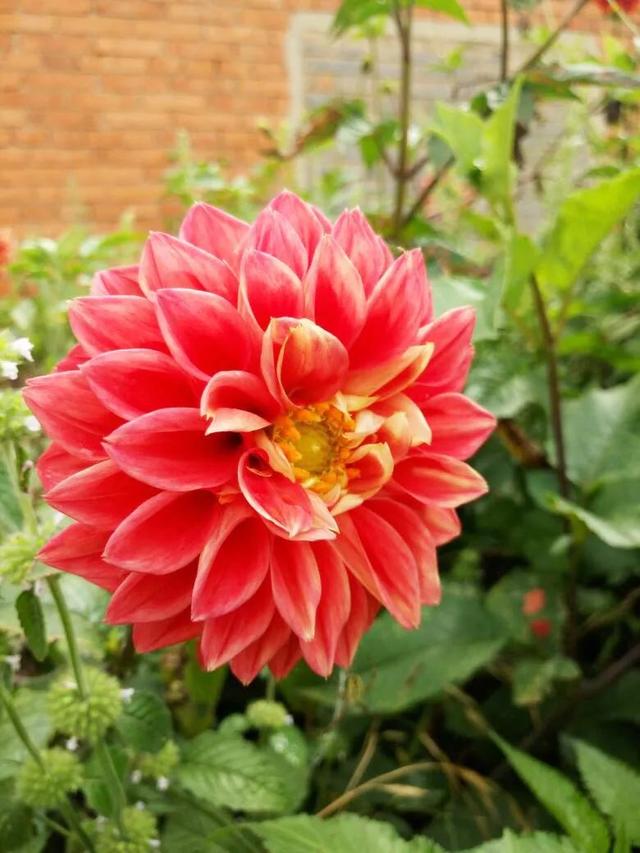 花色娇艳的大丽花，竟让我家阳台“一片花海、满载生机”