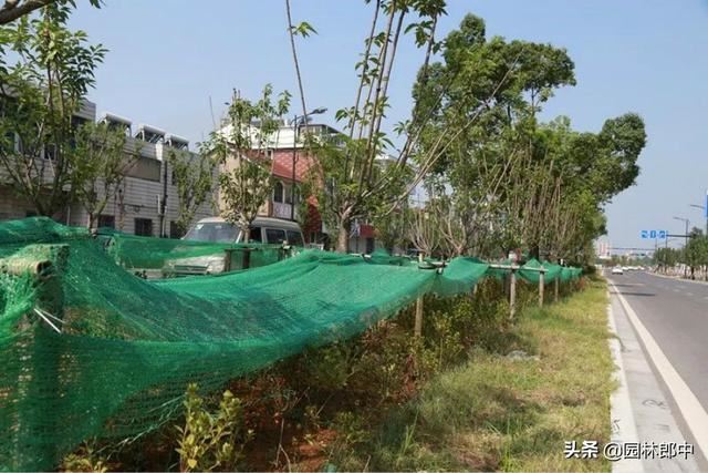 高温季节移栽树木使用遮阴网本是好事，可用错了反而起到反作用