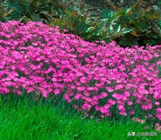 娇羞可爱欧石竹、石竹初吻、花量极大姬小菊、黄金络石和花叶络石