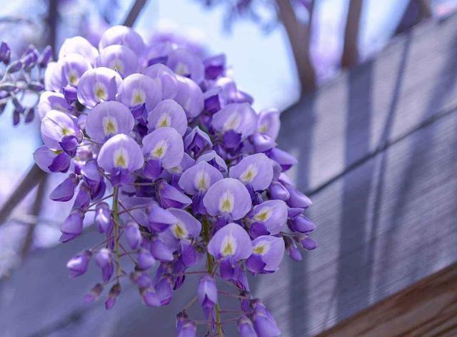 此款花养在院子里，花大色艳数量多，常年能赏花，夏天清凉很漂亮