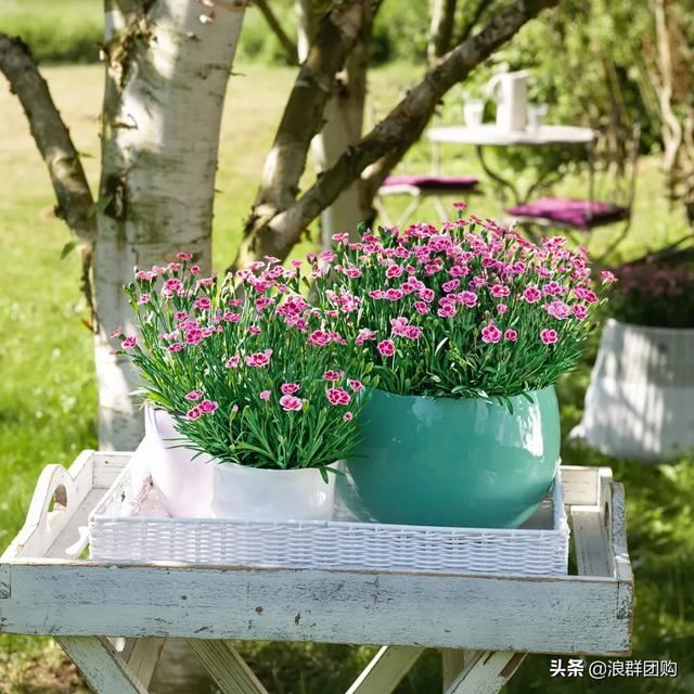 娇羞可爱欧石竹、石竹初吻、花量极大姬小菊、黄金络石和花叶络石