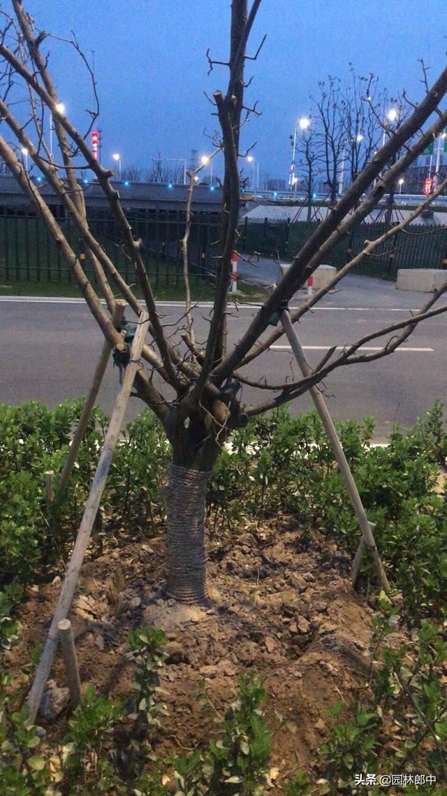 树木移植后枝干和根系内都有水分，但就是迟迟不发芽，怎么回事儿