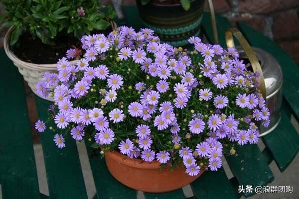 娇羞可爱欧石竹、石竹初吻、花量极大姬小菊、黄金络石和花叶络石