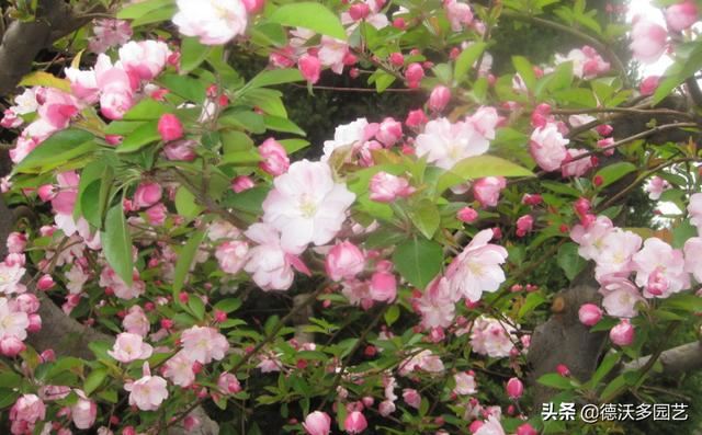玉棠富贵-----西府海棠