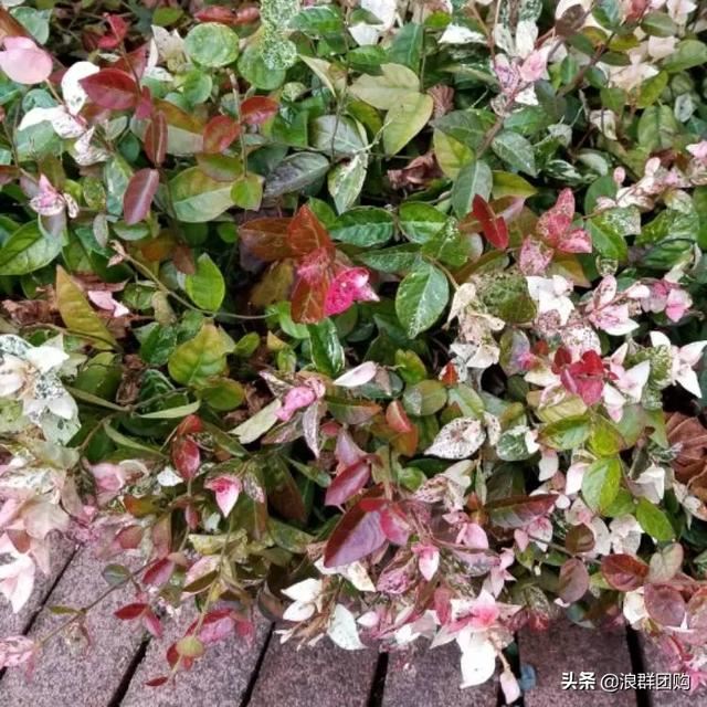 娇羞可爱欧石竹、石竹初吻、花量极大姬小菊、黄金络石和花叶络石