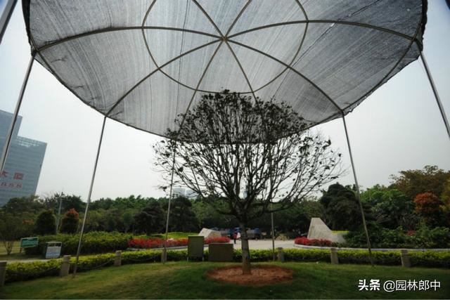 高温季节移栽树木使用遮阴网本是好事，可用错了反而起到反作用
