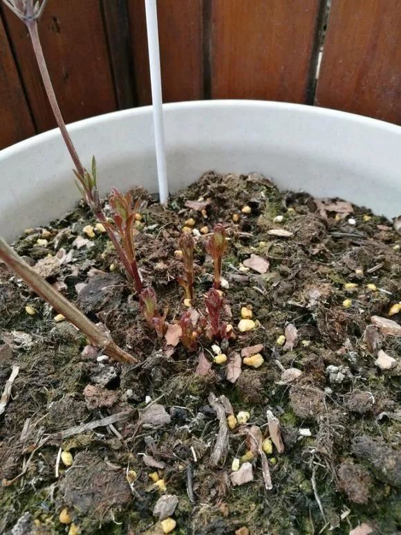 现在种下这棵花，一天能长一指高，2个月开出一面花墙