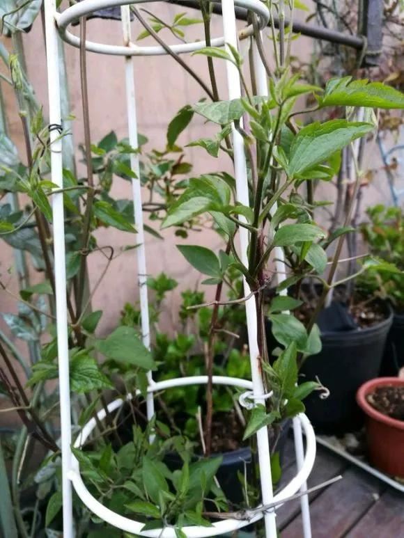 现在种下这棵花，一天能长一指高，2个月开出一面花墙
