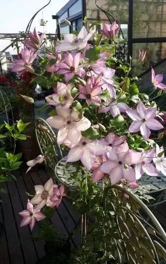 现在种下这棵花，一天能长一指高，2个月开出一面花墙