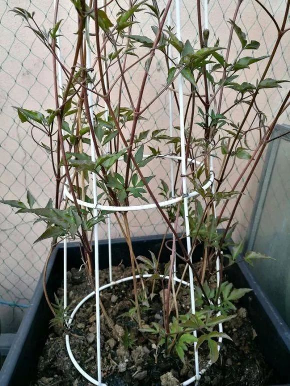 现在种下这棵花，一天能长一指高，2个月开出一面花墙