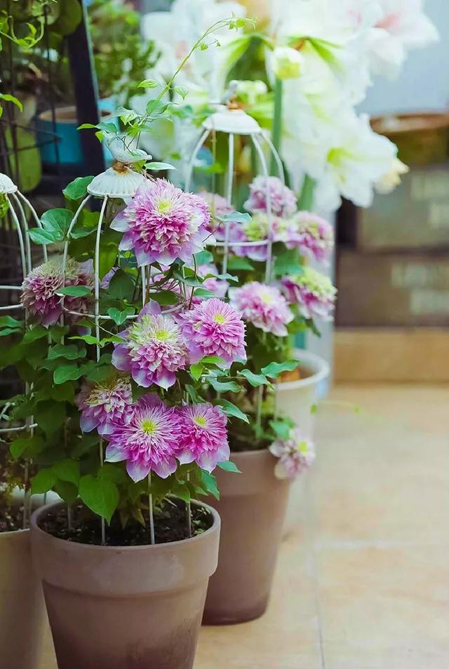 现在种下这棵花，一天能长一指高，2个月开出一面花墙