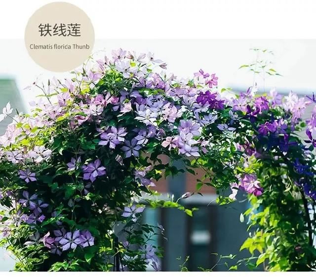现在种下这棵花，一天能长一指高，2个月开出一面花墙