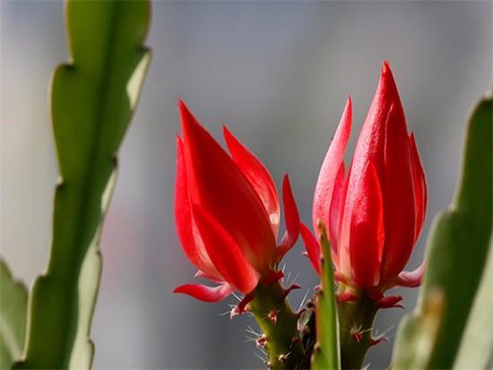 “形如虎堂令箭，繁花俏艳似莲”——令箭荷花的栽培管理要点
