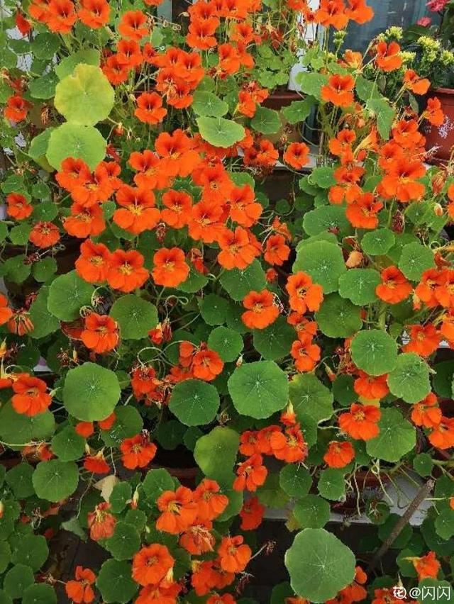 7种超强繁育能力爬墙花，门口种一棵，墙上全是花
