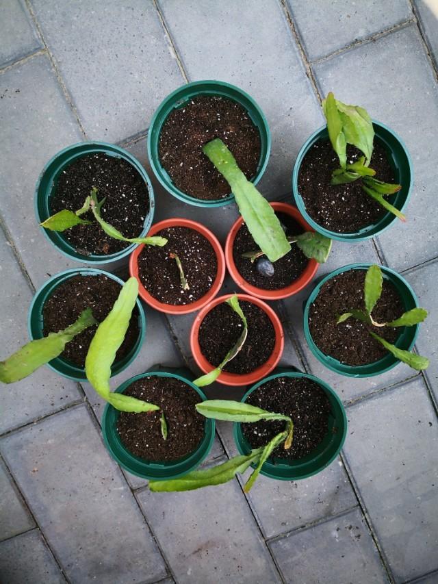 “形如虎堂令箭，繁花俏艳似莲”——令箭荷花的栽培管理要点