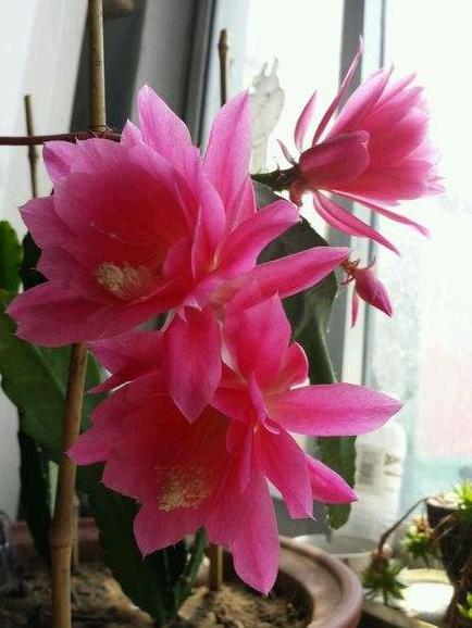 “形如虎堂令箭，繁花俏艳似莲”——令箭荷花的栽培管理要点