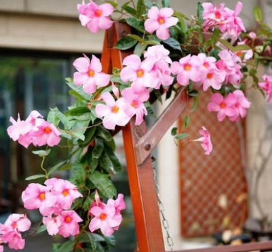 飘香藤花期落花苞，养护别犯3个错，花期更长，每次都爆盆