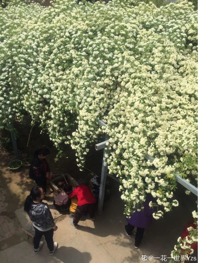 7种超强繁育能力爬墙花，门口种一棵，墙上全是花