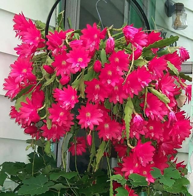 “形如虎堂令箭，繁花俏艳似莲”——令箭荷花的栽培管理要点