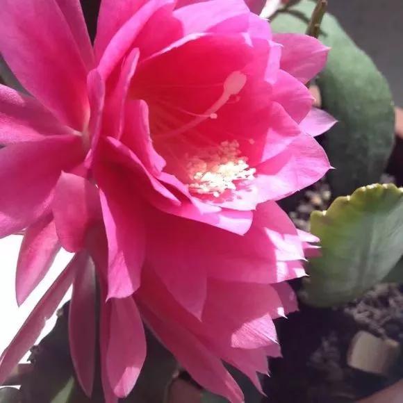 “形如虎堂令箭，繁花俏艳似莲”——令箭荷花的栽培管理要点