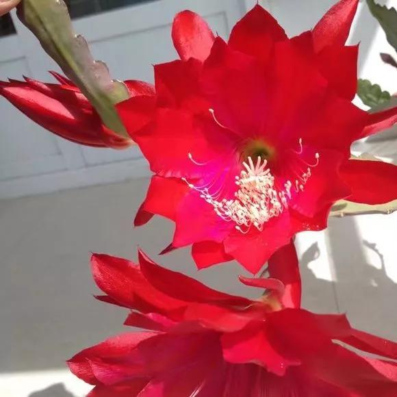 “形如虎堂令箭，繁花俏艳似莲”——令箭荷花的栽培管理要点