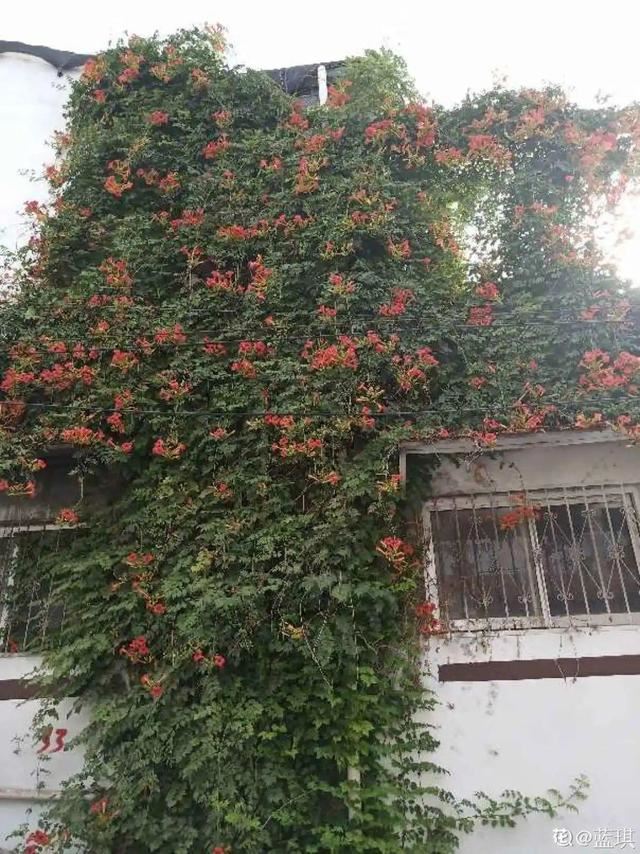 7种超强繁育能力爬墙花，门口种一棵，墙上全是花