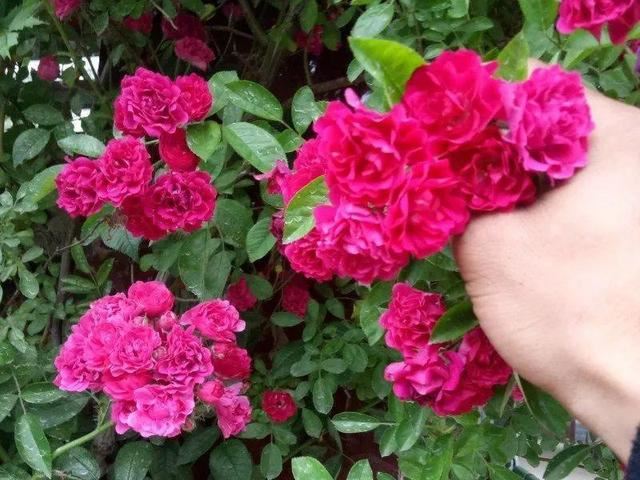7种超强繁育能力爬墙花，门口种一棵，墙上全是花