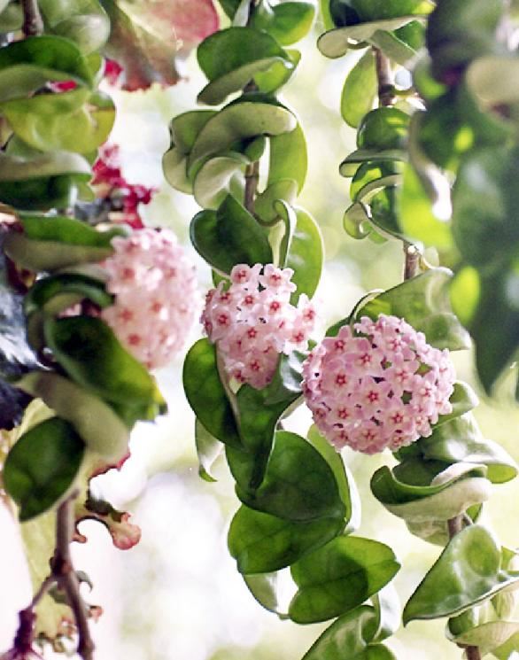 7种超强繁育能力爬墙花，门口种一棵，墙上全是花