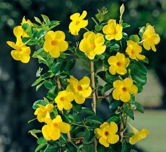 飘香藤花期落花苞，养护别犯3个错，花期更长，每次都爆盆