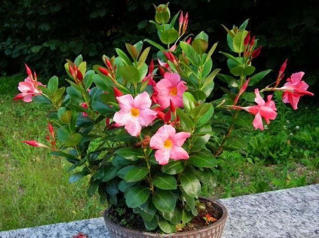 飘香藤花期落花苞，养护别犯3个错，花期更长，每次都爆盆