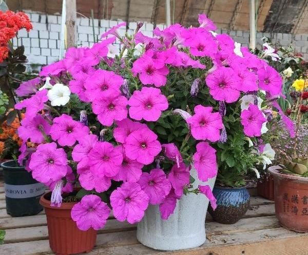 1种“牵牛花”，一开花就是花球，简单一打理，四季花开不间断